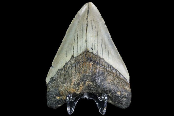 Fossil Megalodon Tooth - North Carolina #109522